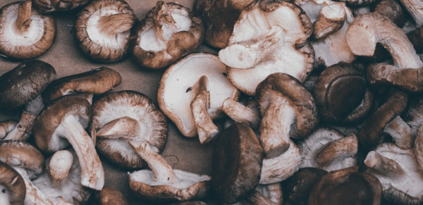 Shiitake